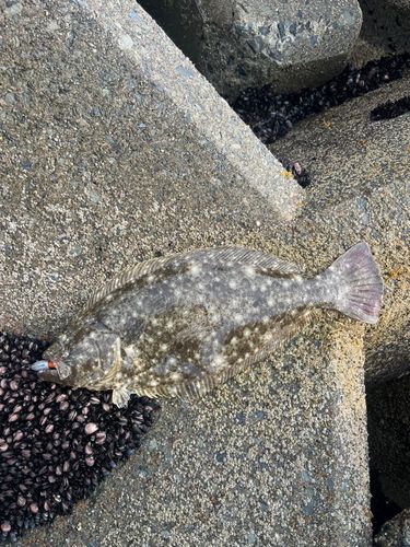 ヒラメの釣果