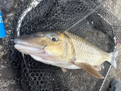 ニゴイの釣果