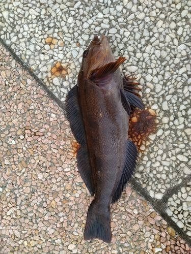 アイナメの釣果