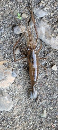 テナガエビの釣果