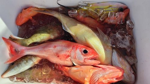 ハチジョウアカムツの釣果