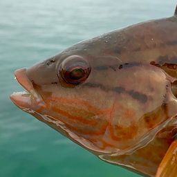 ホシササノハベラ