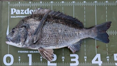 クロダイの釣果