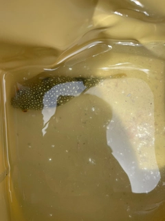 クサフグの釣果