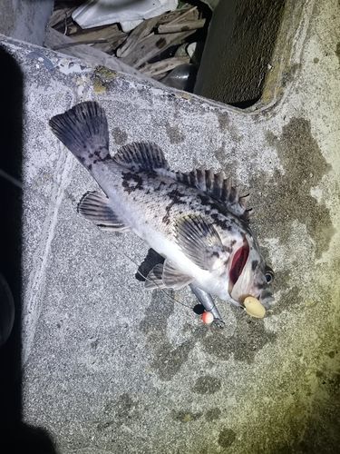 クロソイの釣果