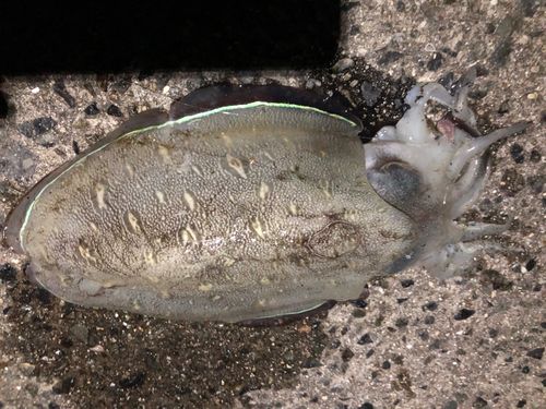 コウイカの釣果