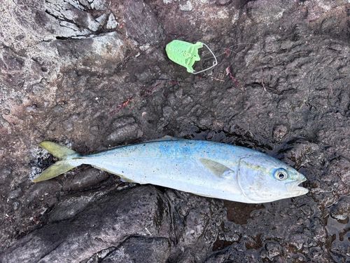 コゾクラの釣果