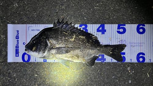 チヌの釣果