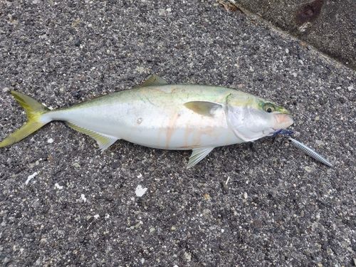 ヤズの釣果