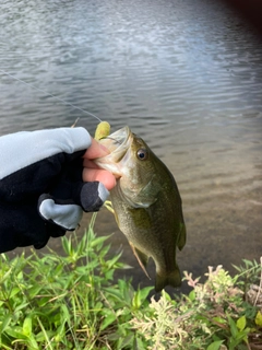 ラージマウスバスの釣果
