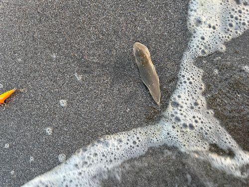 シタビラメの釣果