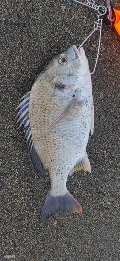 キビレの釣果
