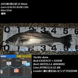 シーバス