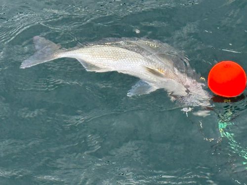 キビレの釣果