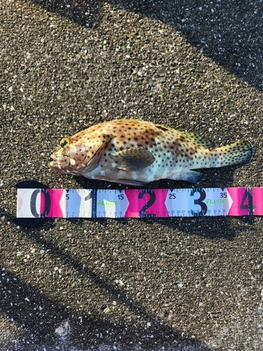 ヒトミハタの釣果