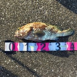 ヒトミハタ