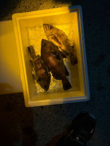 シロメバルの釣果