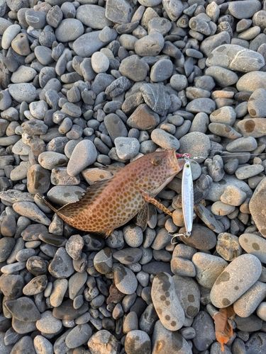 オオモンハタの釣果