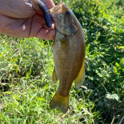 スモールマウスバス