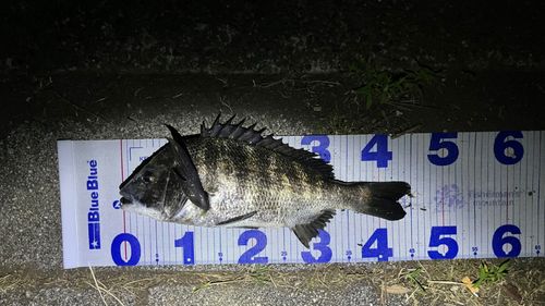 チヌの釣果