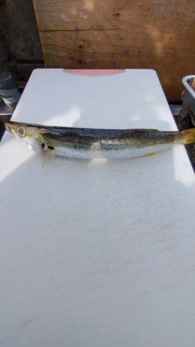 カマスの釣果