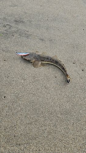 マゴチの釣果