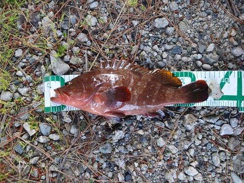 キジハタの釣果