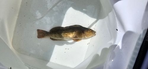 アイナメの釣果