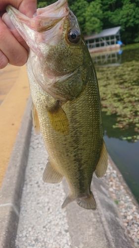 ラージマウスバスの釣果