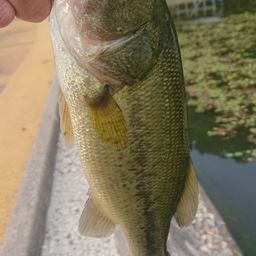 ラージマウスバス