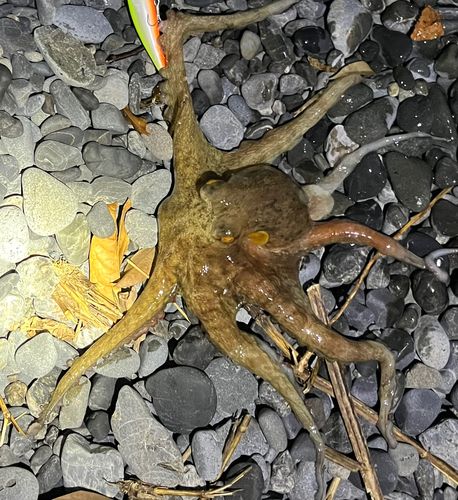 タコの釣果