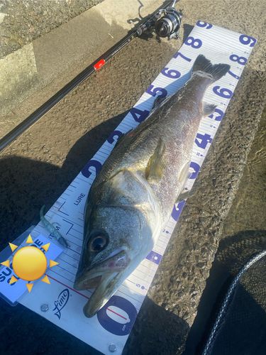 マルスズキの釣果