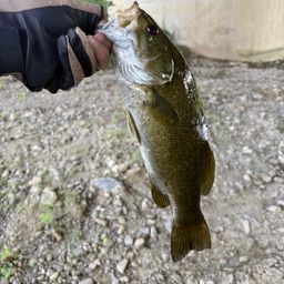 スモールマウスバス