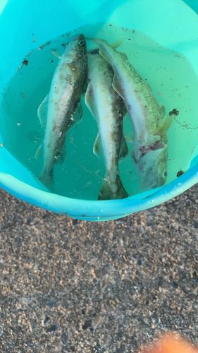 コマイの釣果