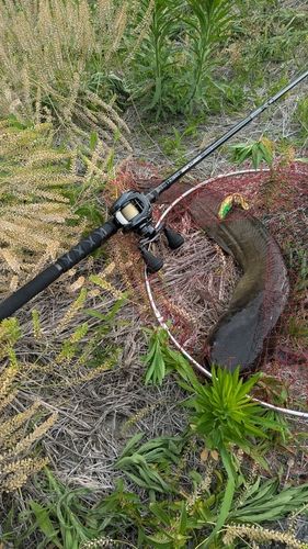 ナマズの釣果