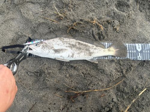 ニベの釣果