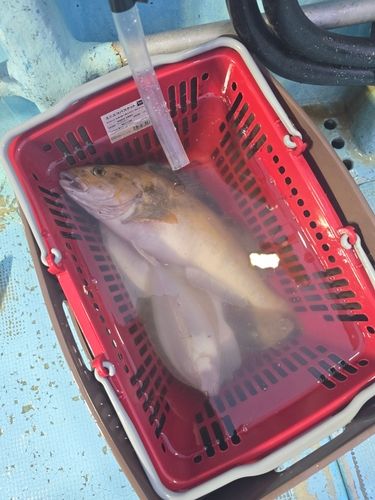 アイナメの釣果