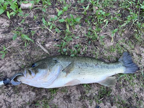 ラージマウスバスの釣果