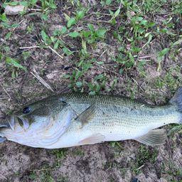 ラージマウスバス