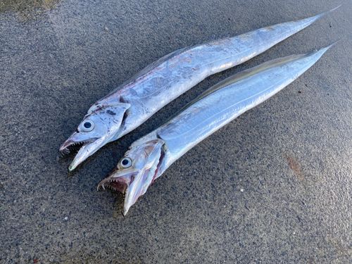 タチウオの釣果