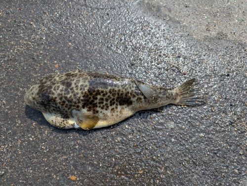 ショウサイフグの釣果