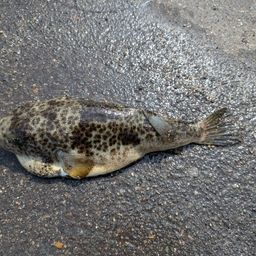 ショウサイフグ