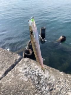カマスの釣果