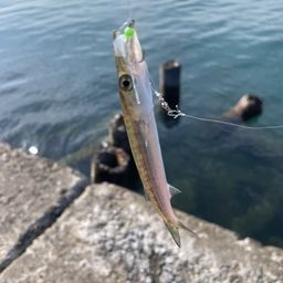 カマス