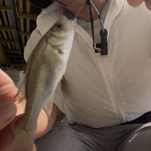 セイゴ（ヒラスズキ）