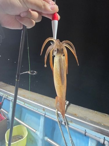 イカの釣果