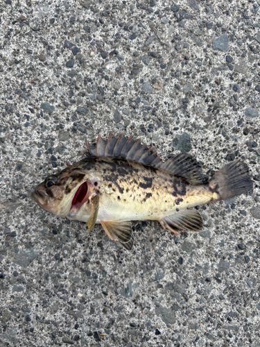 クロソイの釣果