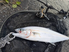 ミナミイケカツオの釣果