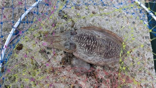 ハリイカの釣果