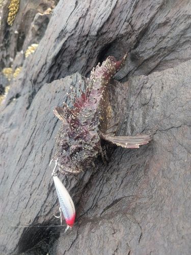 オニオコゼの釣果